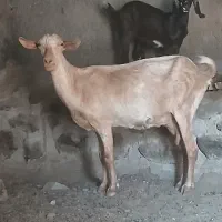 بز.