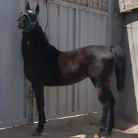 اسب معاوضه