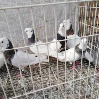 طوقی هفت رنگ