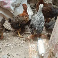 جوجه|حیوانات مزرعه|مشهد, طبرسی شمالی|دیوار
