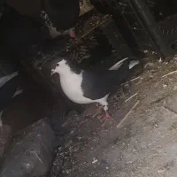 کفتر|حیوانات|فولادشهر, C1|دیوار