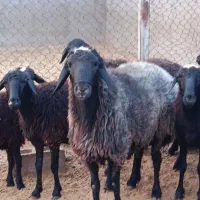 قوچ افشاری اصیل