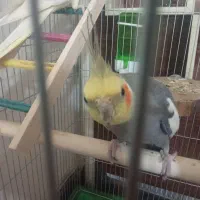 عروس هلندی سخنگو جون