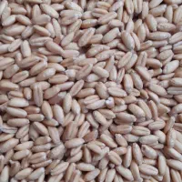 صدمن‌گندم بوجاری شده صدرا