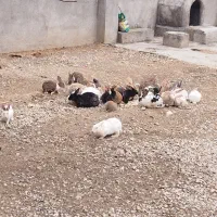 خرگوش همه رنگ