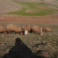 کاور نر