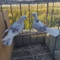 کبوتر|پرنده|بهارستان, |دیوار