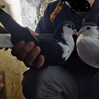 کبوتر ساده سیاه