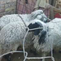 میش چاق بره چاق|حیوانات مزرعه|رفسنجان, |دیوار