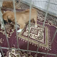 سگ ماده|سگ|گنبد کاووس, |دیوار