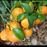 فروش و اجاره طرح پرواربندی بره