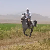 مادیان به همراه کره