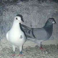 کفتر