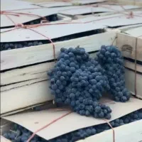 کارتن رو جعبه چوبی انگورسیاه سبدانگور شانی دست دوم
