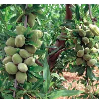 رقم تجاری نهال پسته و گردو و بادام|خدمات باغبانی و درختکاری|خرم‌آباد, |دیوار