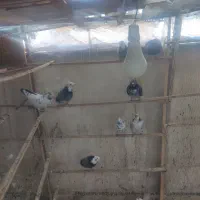 حیوان عشق بازی