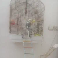 عروس هلندی گم شده ابلغ منزل آباد