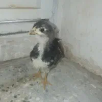 جوجه گلین