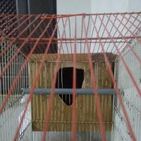 قفس عروس هلندی با امکانات داخلی