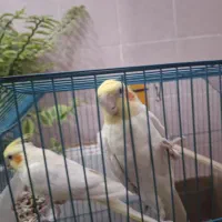 عروس هلندی لوتینو