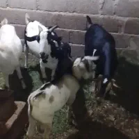 فروش