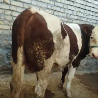 گوساله سیمینتال نر