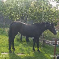مادیان 2 ساله