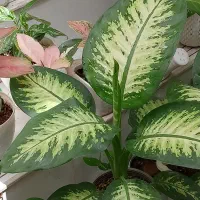 گلای آپارتمانی وکاغذی