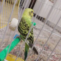 مرغ عشق دستی|پرنده|سبزوار, شرق کال عیدگاه|دیوار