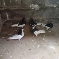 کبوتر یال سیاه