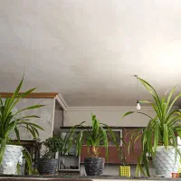 قلمه پاندانوس ریشه دار|گل و گیاه طبیعی|نیشابور, فردوس شمالی|دیوار