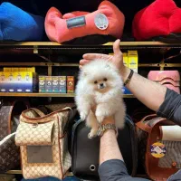 سگ پامر خرسی اورجینال.پامرانین عروسکی گرید A+|سگ|شیراز, فرهنگ شهر|دیوار