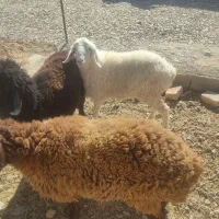 سه عدد بره مال جنس یک نر ودوماده|حیوانات مزرعه|قائن, |دیوار