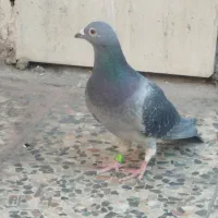 کبوتر پلاکی