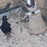 یک جفت کفتر گویچه یهودی و گوی گویروخ