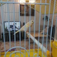 موزاییکی نر و ماده