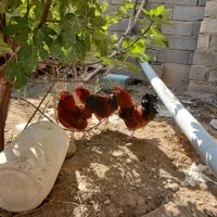 خروس محلی رسمی وسالم|حیوانات مزرعه|تنکمان, |دیوار