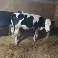 فروش تلیسه سیمنتال|حیوانات مزرعه|سراب, |دیوار