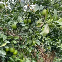 پرتقال تامسون و نارنگی|عمده‌فروشی|آمل, |دیوار