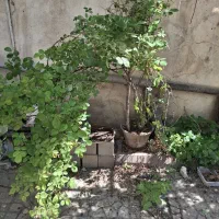 یک نهال پرتقال دو گلدان رز محمدی و یک گلدان نارنج