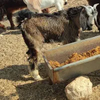 کهره نر فروشی|حیوانات مزرعه|میناب, |دیوار