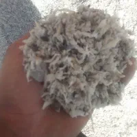 توفال چغندر قند|حیوانات مزرعه|تربت‌حیدریه, قاسم آباد|دیوار