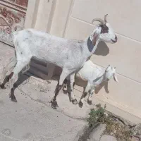 تیز بز با بیگ ماده به شرط سالمی و خوش خوراک