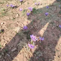 زمین-زعفران-در-بهترین-موقعیت-عسگران