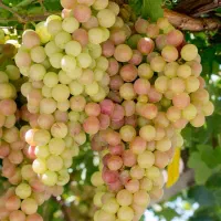 نهالستان تولید فروش انواع درخت صنوبر میوه