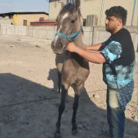 فروش اسب