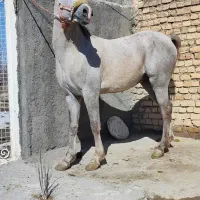 اسب|اسب و تجهیزات اسب‌سواری|ازنا, |دیوار