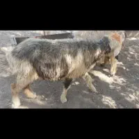 فوری فوری دزدیدن 7میش با یه بز|حیوانات|دزپارت, |دیوار