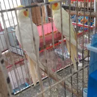 اهواز ج کوت عبدلله|پرنده|کارون, |دیوار