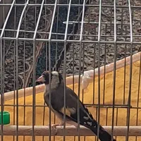 قناری سبز|پرنده|خمینی‌شهر, |دیوار